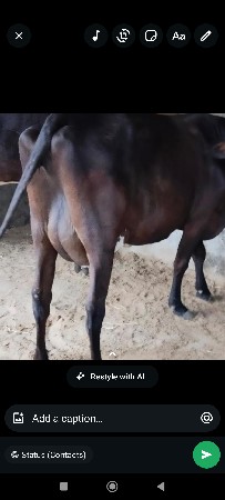 ગીર ક્રોસ ગાય વેચવાની છે