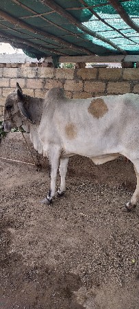 હોળકી વેચવાની છે