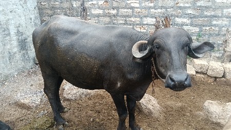 ખડેલું વેચવાનુંછે