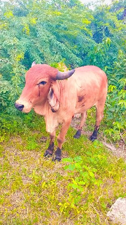 ફુલ જવાબદારી થી બળદ વેચવાનો છે ફુલ