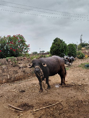 વેચવા ની છે