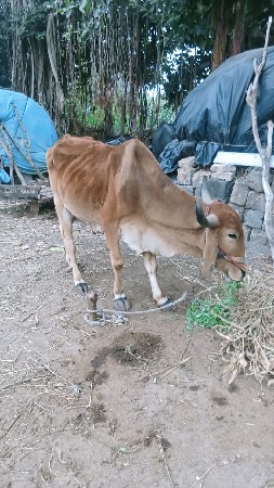 બળદ આપીદેવાના હે