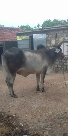 બળદ
