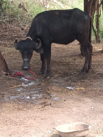 જાફરી ખડાય વેચવાની છે