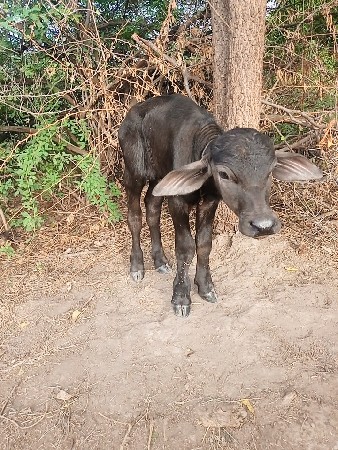 પાડો દેવા નો છે