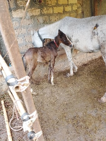 ઘોડી નીછે વછેરો સાપરાજ નો છે