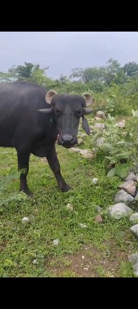 ઓરિજનલ બન્ની ખડેલી