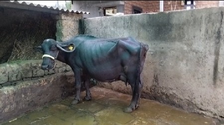 ભેંસ વેચવાની છે...