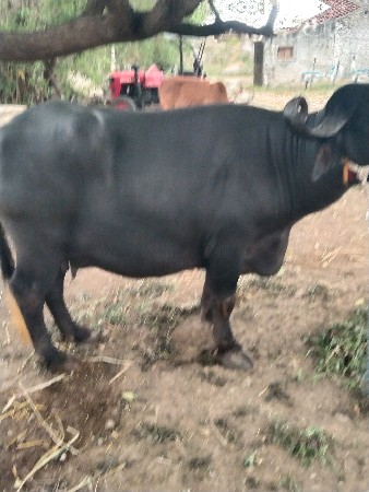 બીજું વેતર વ્યાસે