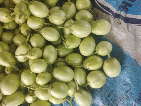 રીગણ
