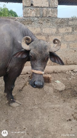 ભેસ વેચવાની છે