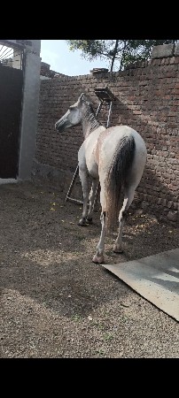 roji ghodi