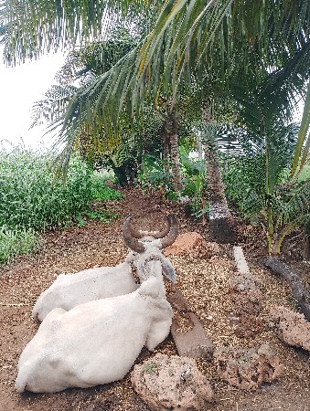 બળદ ગોધલા વેચવાના છે