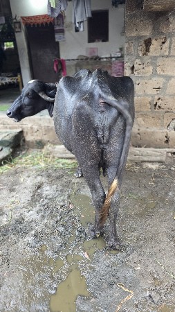 વેચવાની છે