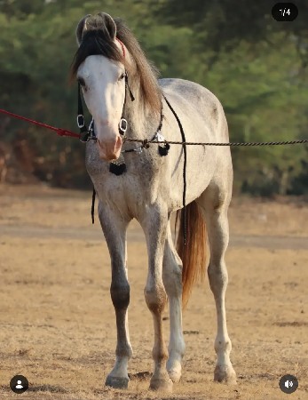 વછેરો