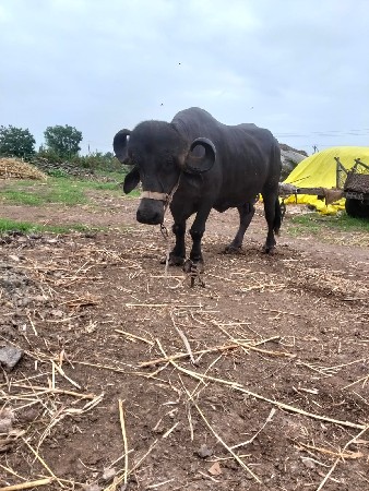 ભેંસ વેચવાની છે