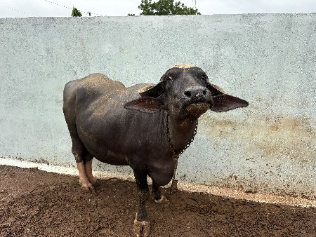 ભેંસ વેચવાની સે