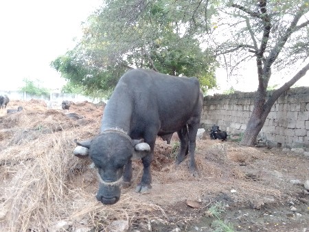 આ પાડો વેંચવાનો છે