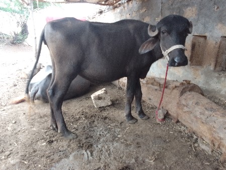 કિંમત 35