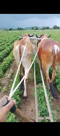 બળદ વેચવાના સે
