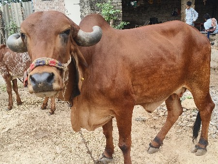 ગીર ગાય વેચવા ની છે