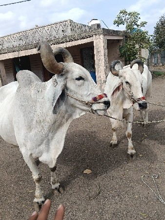 બળદ આપવાના છે