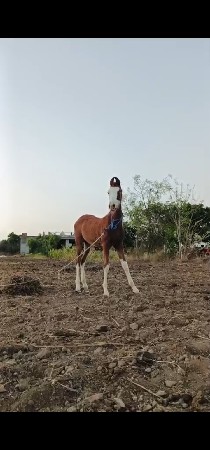 ઘોડો વેચવાનું છે