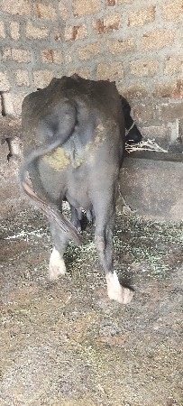 ભેસ