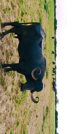 ભેંસ વેચવાની છે