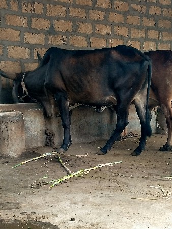 ગાય