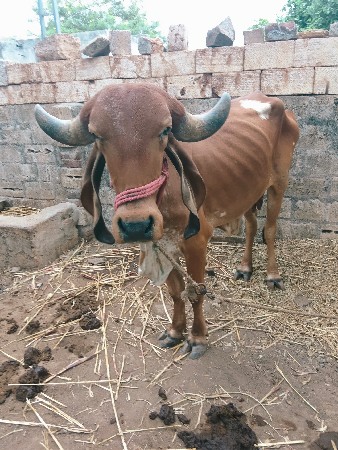 ગાય વેચવાની છે