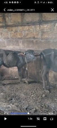 1પાડી 1પાડો વેચવાના છે
