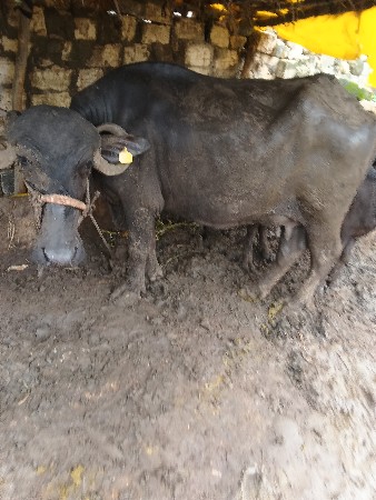 bhesh vechvani se