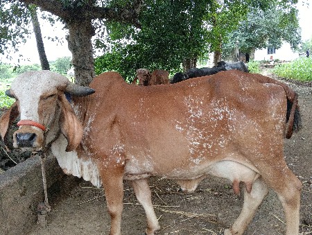 ધીરુભાઈ નારણભાઈ વાઢેર
