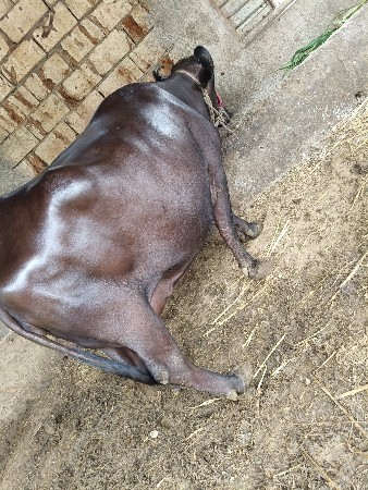 પિયોર બની દેવાની છૅ