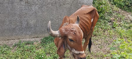 ગોદલો વેચવાનો છે શરૂ