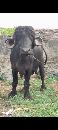 ભેસ વેચવા ની છે