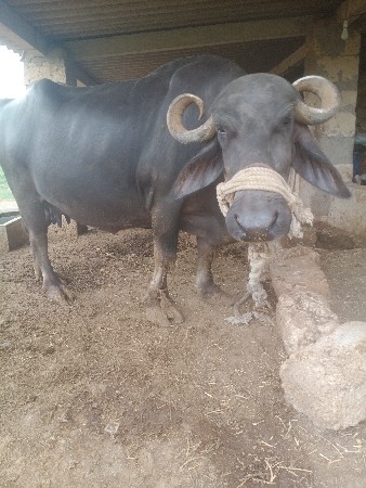 ભેસ વેચવાની છે