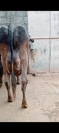 ગાય વેચવાની છે