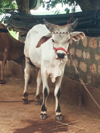 આવો ગોઢલોલેવાનો છે