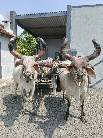 બળદ આપવા ના છે.