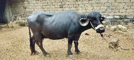 બીજું વેતર