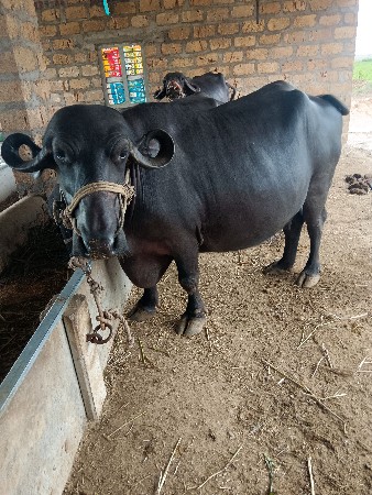 ભેસ વેચવાની
