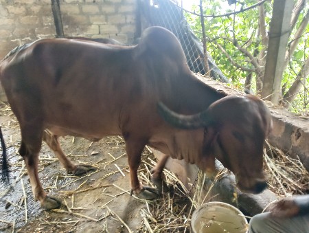 વેસવાની છે