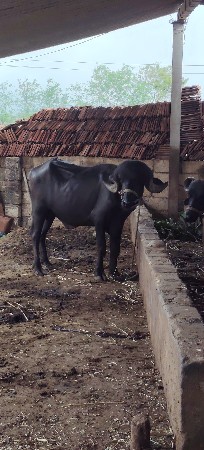 પાડો વેસવા નો છે