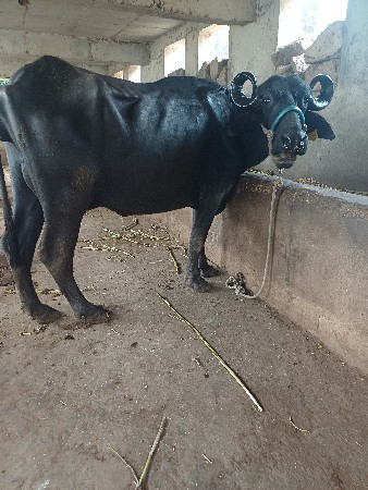 ભેસ વેચવાની છે