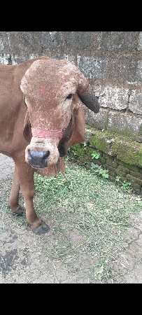 ગીર ઓળકી વેચવાની છે