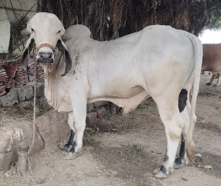 કુંઢી ગાય વેચવાની છે