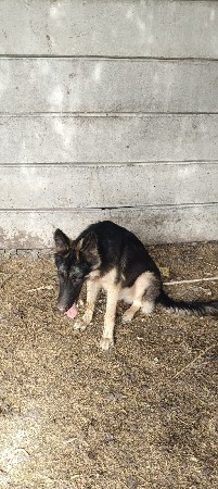 dog sell