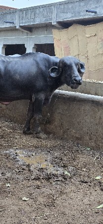 ભેંસ વેચવાની છે